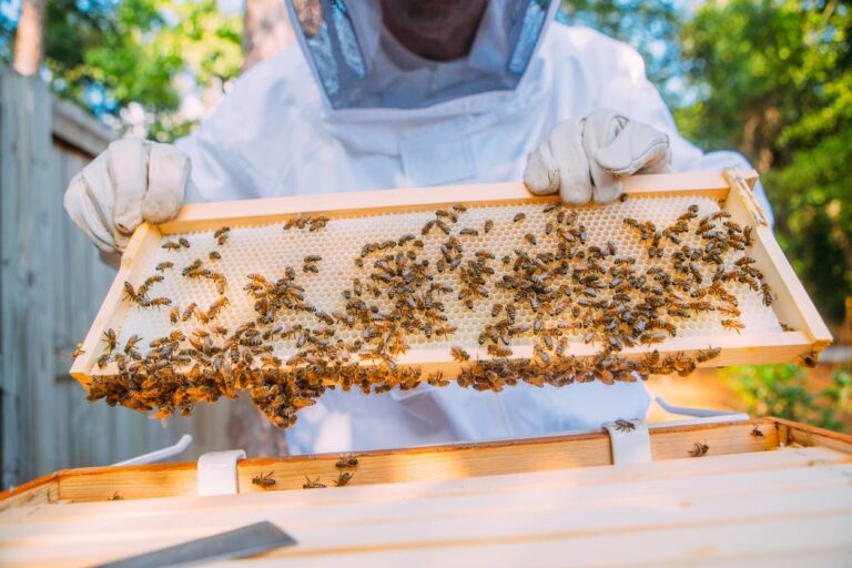 beekeeping tips for beginners 1 [1]