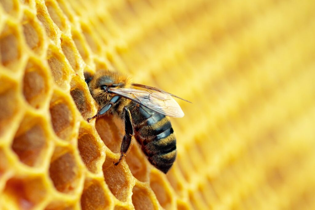 honeybeeonhoneycomb[1]