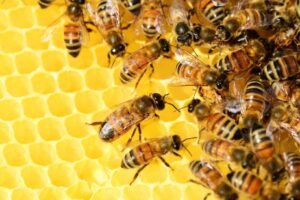 Bees working on honeycomb