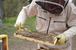 Beekeeper in suit checking frames