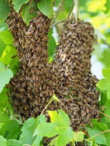 Managing Bee Swarming