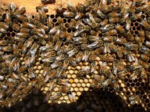 Monitoring Colony Growth in Beehives
