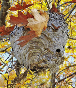 bald faced hornet nest (tami gingrich photo)