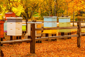 aged wooden bee hives in autumn setting