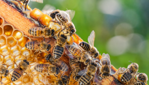 honeybees on golden honeycomb