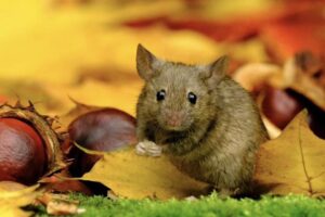 Protect against mice in the apiary